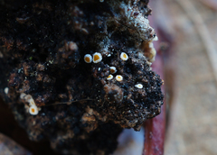 Lachnellula resinaria