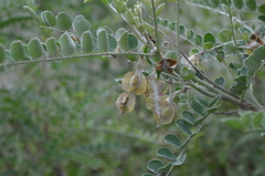 Sophora griffithii