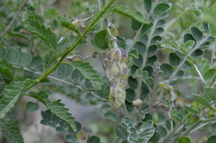 Sophora griffithii