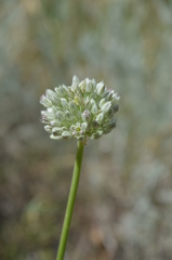 Allium filidens