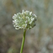 Allium filidens - Photo 由 Aleksandr Naumenko 所上傳的 (c) Aleksandr Naumenko，保留部份權利CC BY-NC