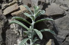 Pulicaria salviifolia