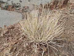 Euphorbia damarana
