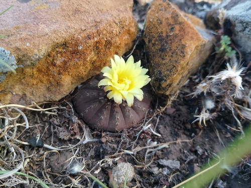 Frailea castanea