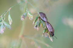 Neottiglossa pusilla