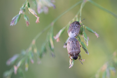 Neottiglossa pusilla