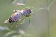 Neottiglossa pusilla