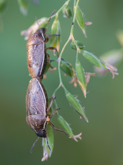 Neottiglossa pusilla