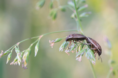 Neottiglossa pusilla