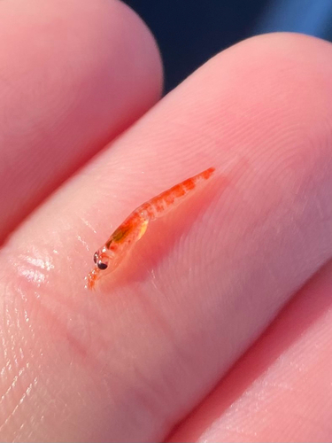Antarctic Krill (Euphausia superba)