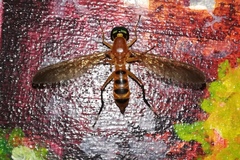 Ptecticus cingulatus