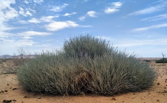 Euphorbia damarana