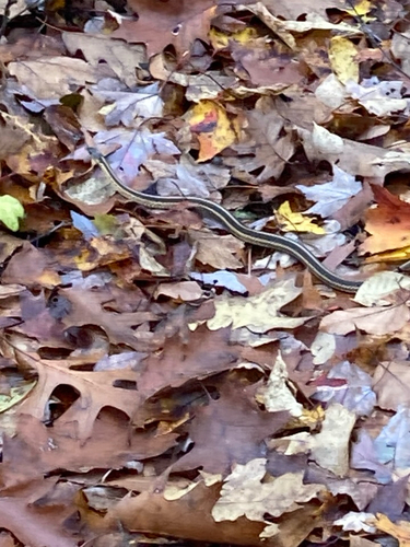 Garter Snake