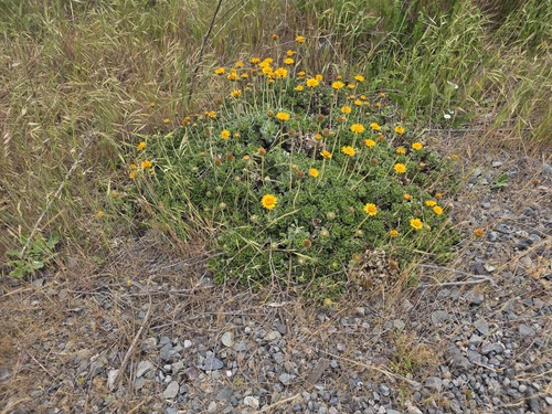 Haplopappus macrocephalus, photograph 6