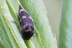 Variimorda villosa