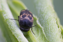 Variimorda villosa