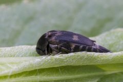 Variimorda villosa