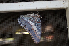 Charaxes saturnus saturnus