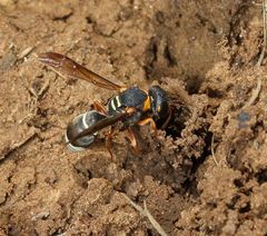 Antepipona