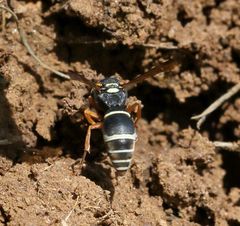 Antepipona