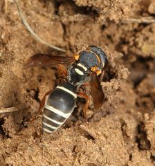 Antepipona