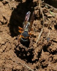 Antepipona