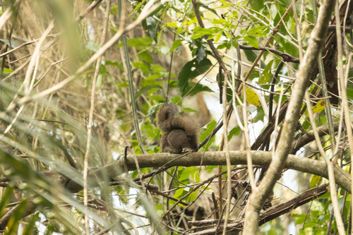 Ingram's Squirrel