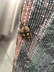 Mecynorhina passerinii