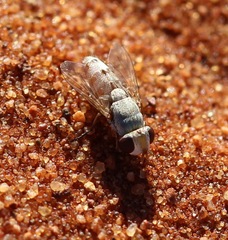 Diptera
