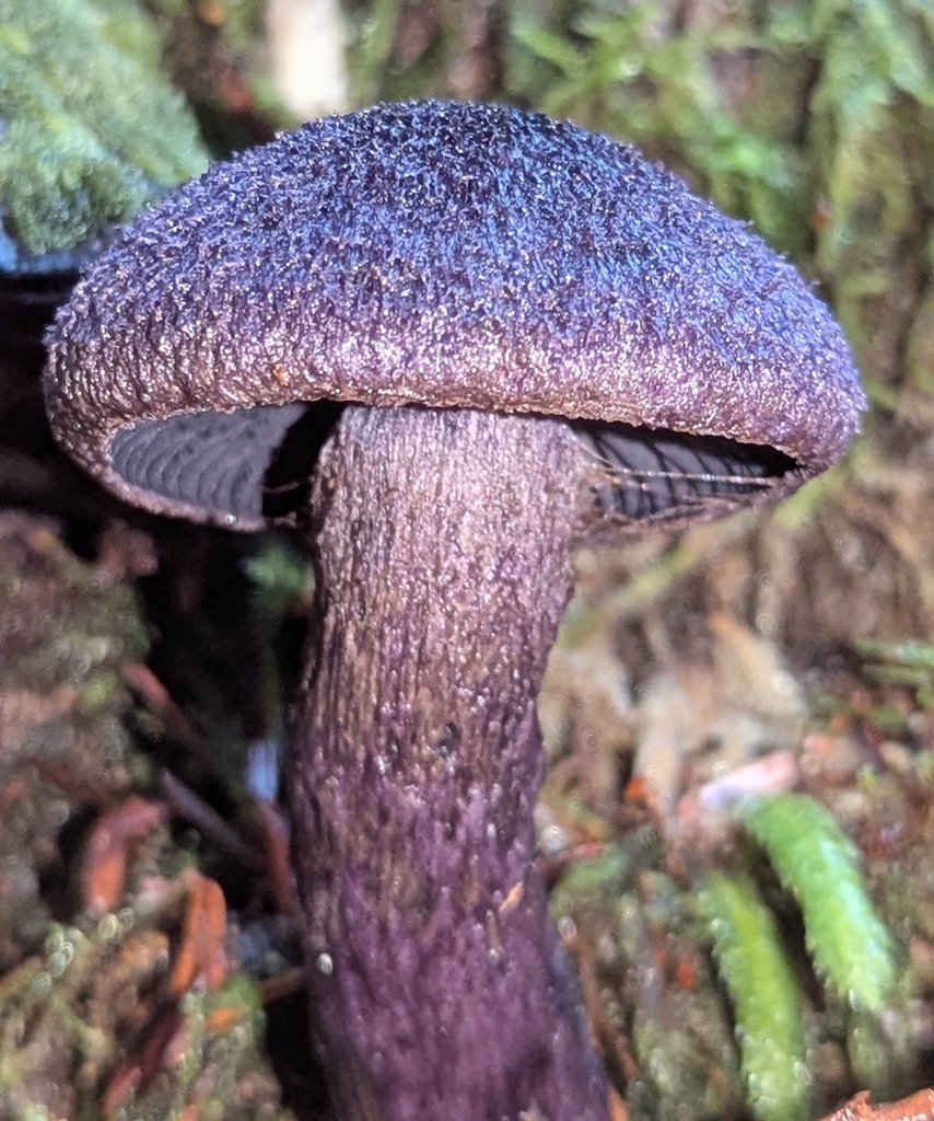 Cortinarius violaceus · November 2025 · photo: © benkeen (iNaturalist, cc0)