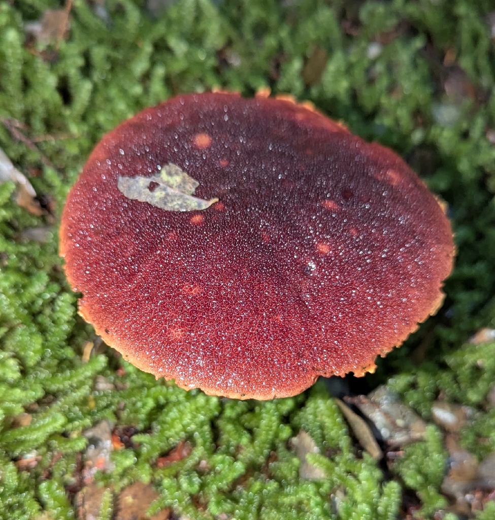 Aureoboletus mirabilis · November 2025 · photo: © benkeen (iNaturalist, cc0)