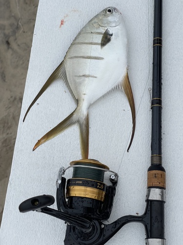 Trachinotus rhodopus
