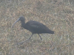 Plegadis falcinellus