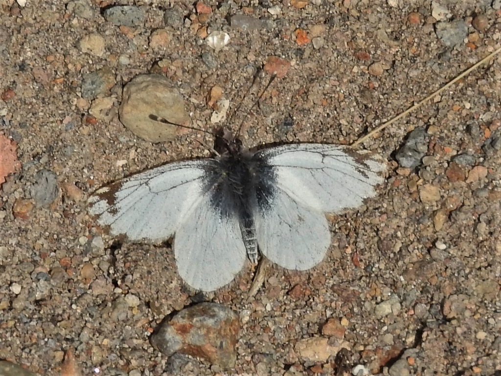 Phulia rosea