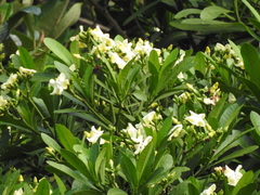 Voacanga thouarsii