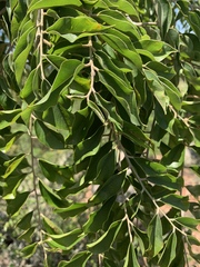 Pterocarpus angolensis