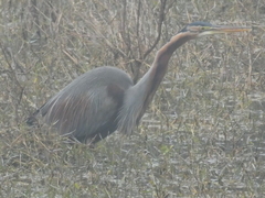 Ardea purpurea