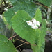 Begonia pilgeriana - Photo (c) Douglas Meyer,  זכויות יוצרים חלקיות (CC BY-NC), הועלה על ידי Douglas Meyer