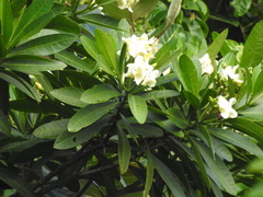 Voacanga thouarsii