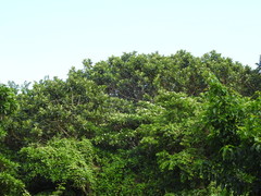 Voacanga thouarsii
