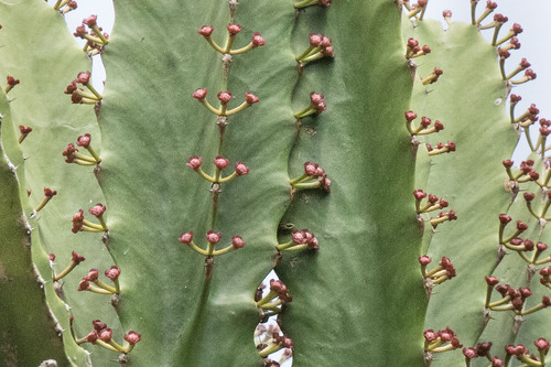 Angola Tree-Euphorbia (Euphorbia candelabrum)