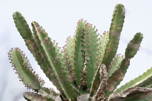 Euphorbia candelabrum, photograph 1