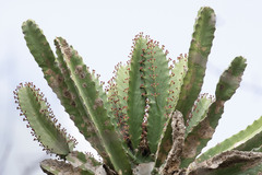 Euphorbia candelabrum, photograph (c) Kristof Zyskowski, some rights reserved (CC BY)