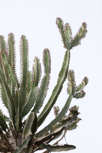 Euphorbia candelabrum, photograph 2