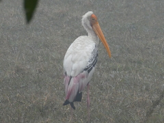 Mycteria leucocephala