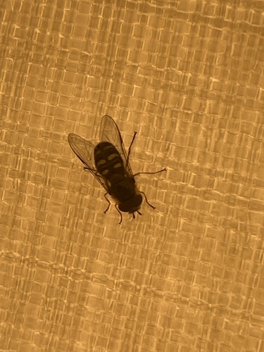 Unknown species found near Glacier County, US-MT, US