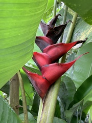 Heliconia caribaea