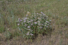 Phlomis hypoleuca