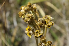 Espeletia boyacensis