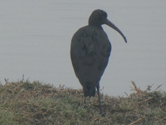 Plegadis falcinellus